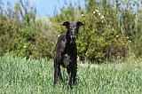 GREYHOUND 034